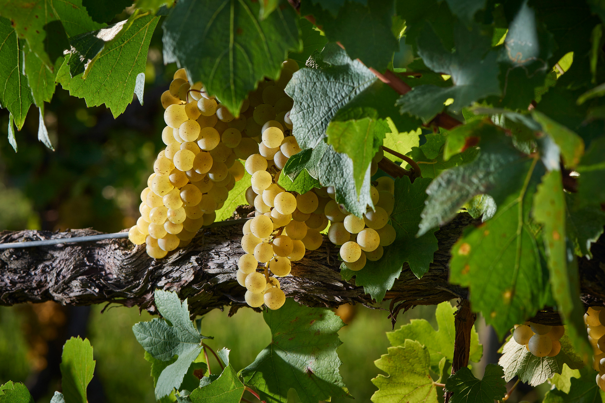 Chardonnay grapes