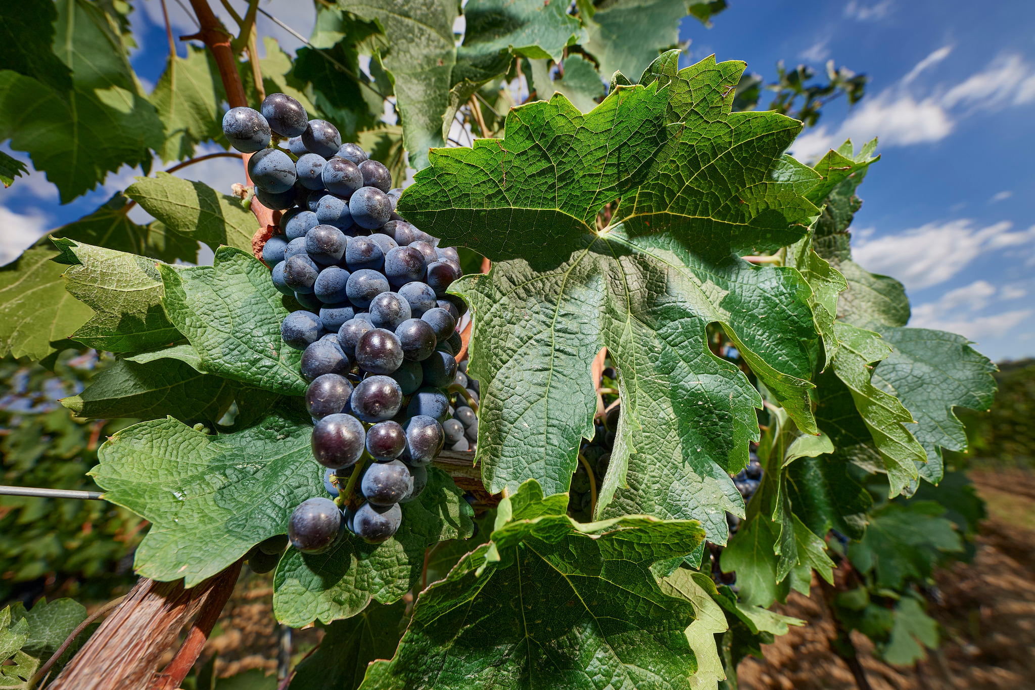 Merlot grapes