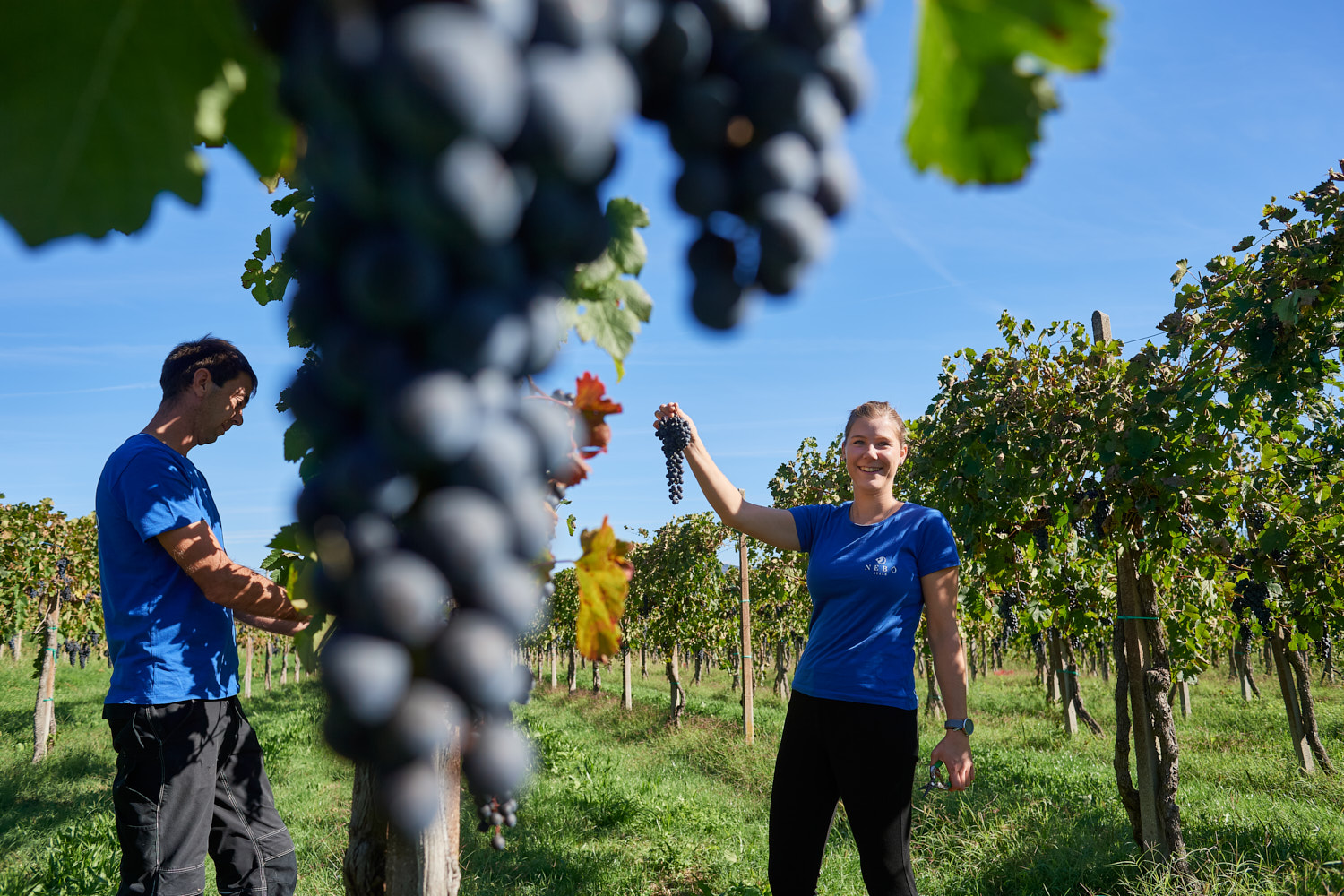 Harvest in the vineyard