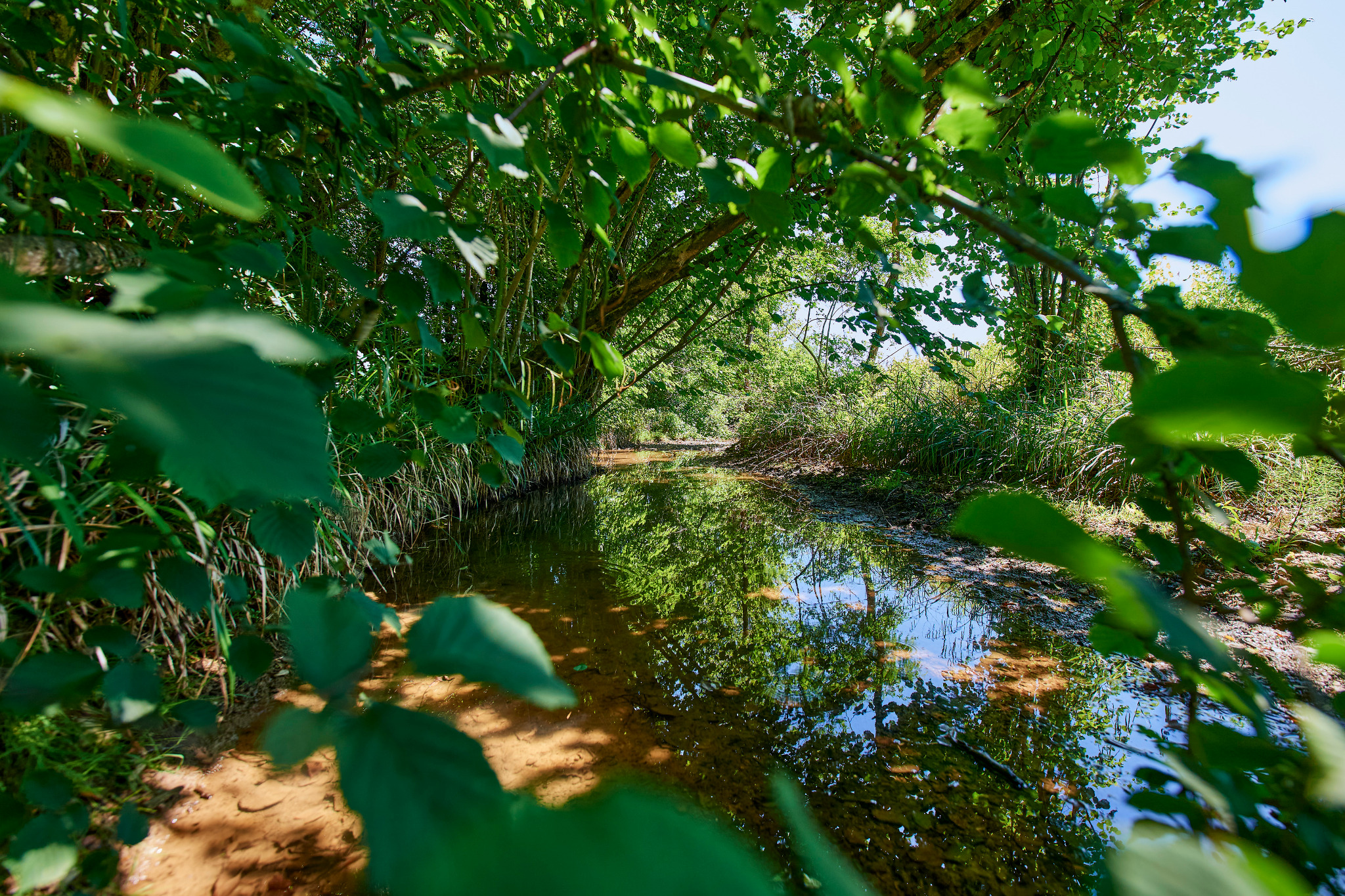 Natural stream near the vineyards