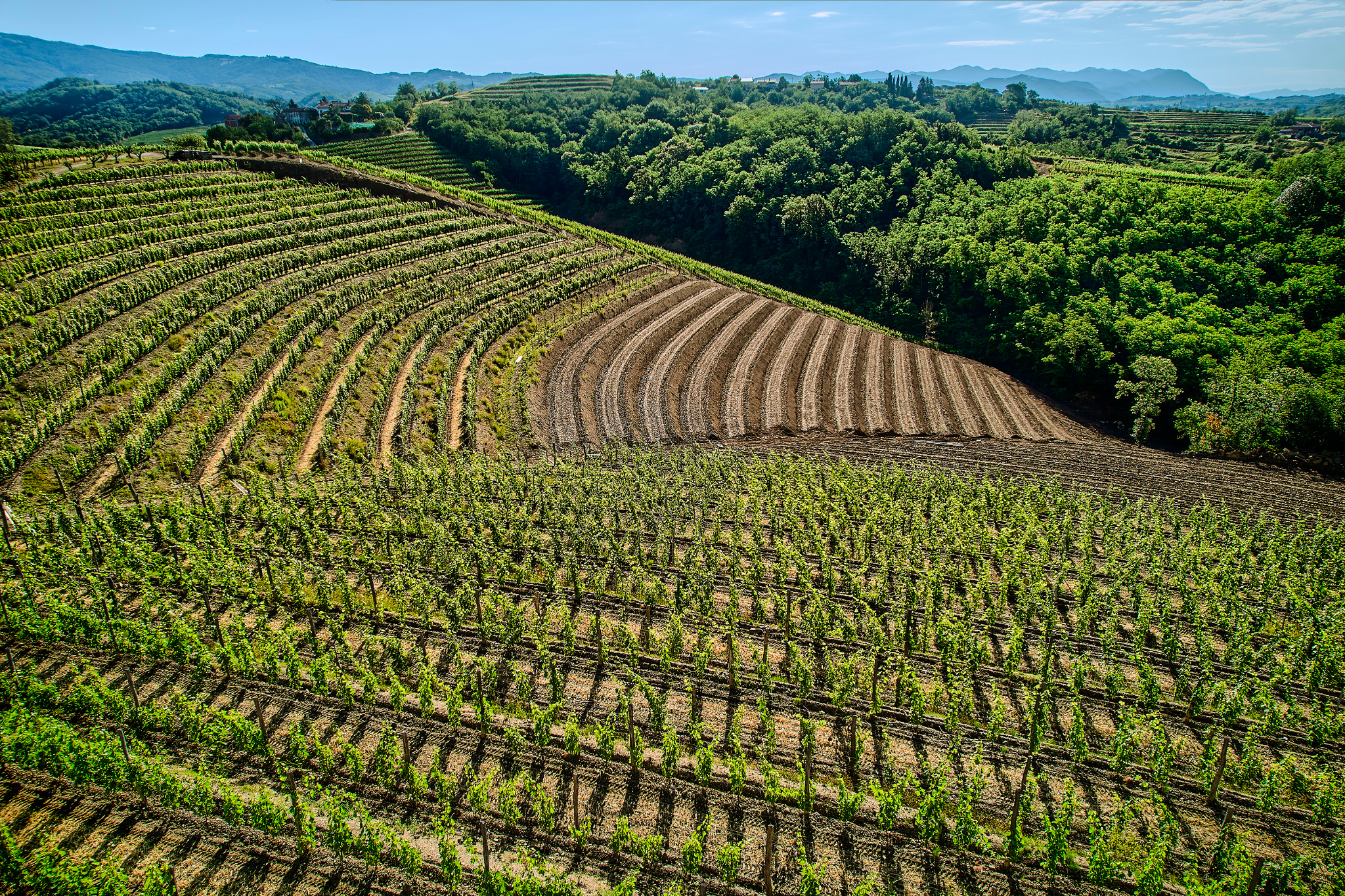 Terraced vineyards in Brda